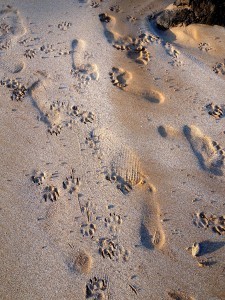 Footprints_6269