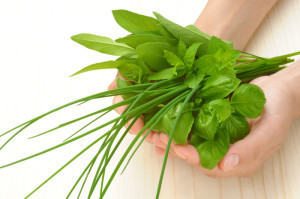 http://www.dreamstime.com/stock-image-hands-young-woman-holding-fresh-herbs-basil-chive-sage-image28369681