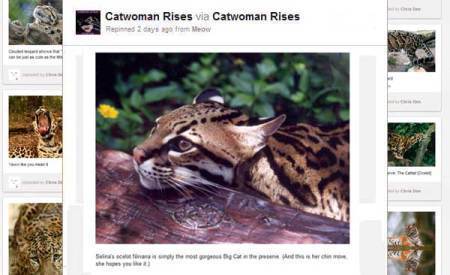 Remember when Catwoman had a cat theme? In Cat-Tales her stealing pays for a Big Cats preserve called The Catitat