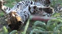 Selina's ocelot Nirvana waiting for Santa