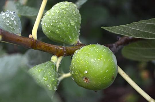 fall-figs