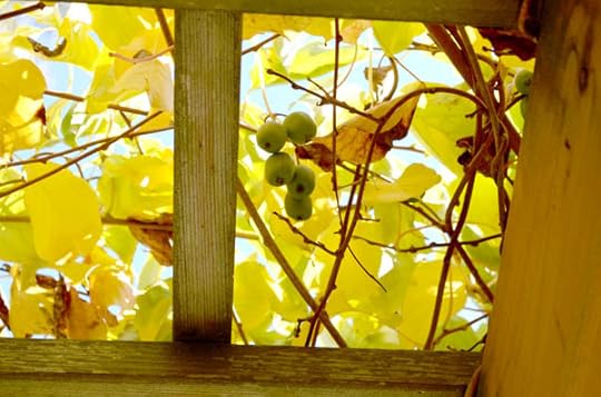 ripe-kiwis