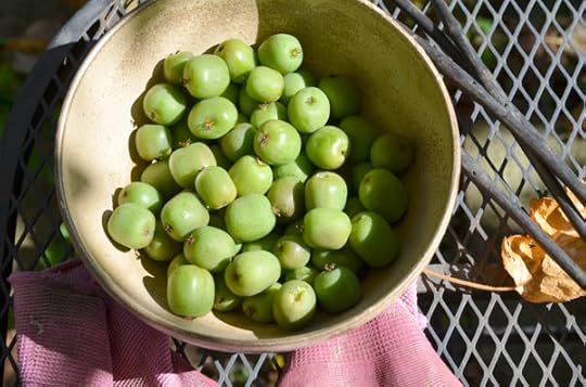 hardy-kiwis