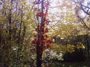 2013-10-10 11.05.09