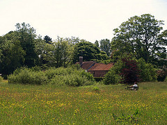 Millennium green