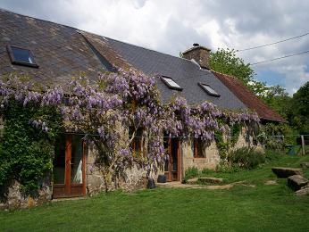 wisteria