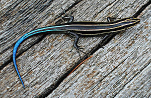 Plestiodon fasciatus