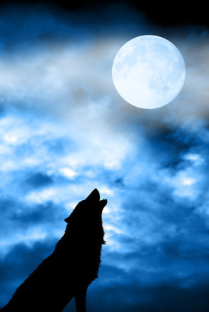 wolfreduced1.jpg