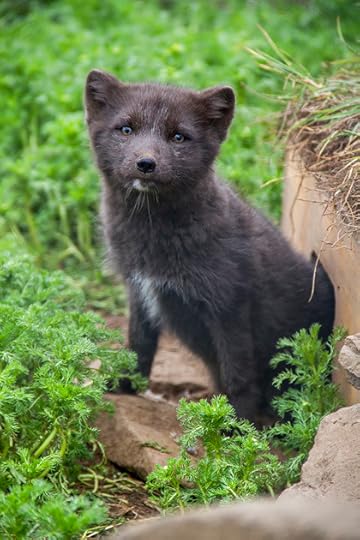 Arctic Fox Cubs