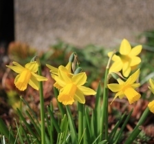 Post image for Alligator Pie