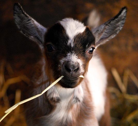 hf3Qu8bBTQGxVWSWNZDTgXxM.jpeg:Amazon:photo