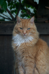 Yes I am magnificent. Now feed me.