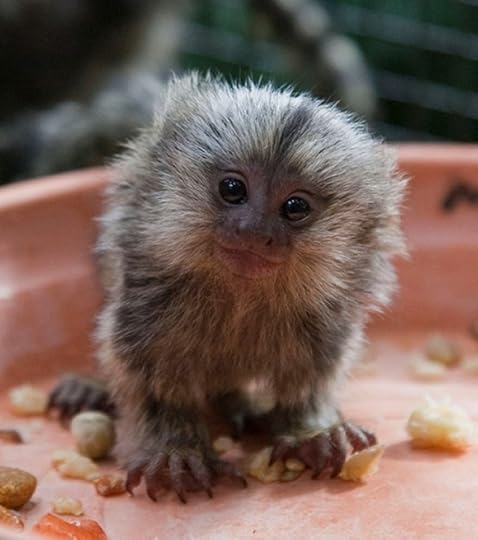 marmoset