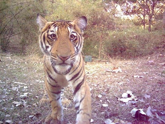tiger cub camera trap