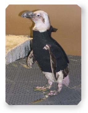 Pierre_the_Penguin