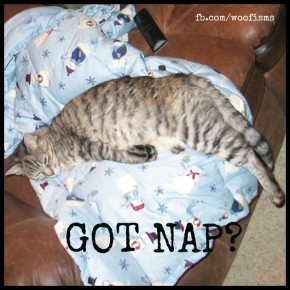 napIMG 4845 290x290 Spring Forward funny dog blog