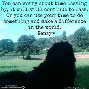 timeIMG00167 20100726 1148 290x290 Woofisms: Woofs of Wisdom© funny dog blog