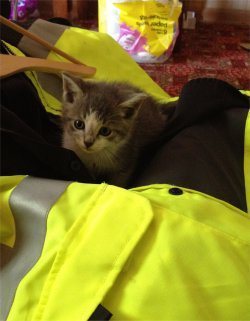 Babybob
