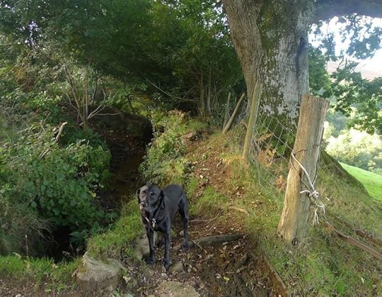 Tilly by the stream