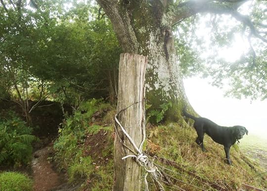 Tilly and the oak elder