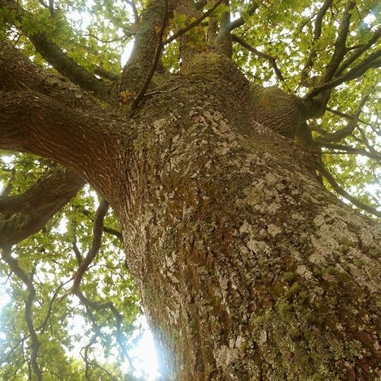 Oak elder