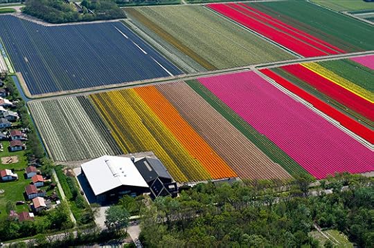 Tulips_560