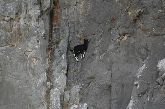 Goat on a cliff!