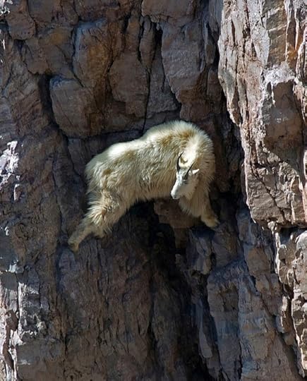 Goat on a cliff!