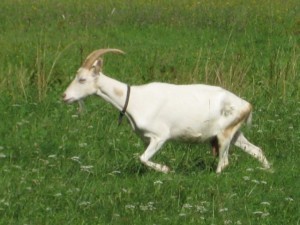 IMG_9991