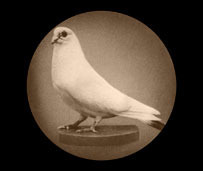 pigeon