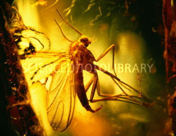 Fossil insect in amber. You just can't get good DNA from it! Baltic amber. Credit: PASIEKA/SCIENCE PHOTO LIBRARY