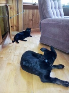 black cat looking uneasily at black German Shepherd Dog puppy
