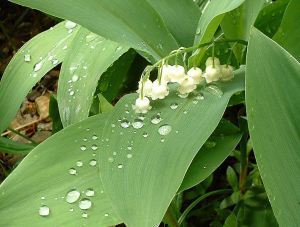 792px-Lily_of_the_valley