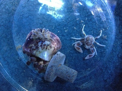 13H10 new crab and scallop