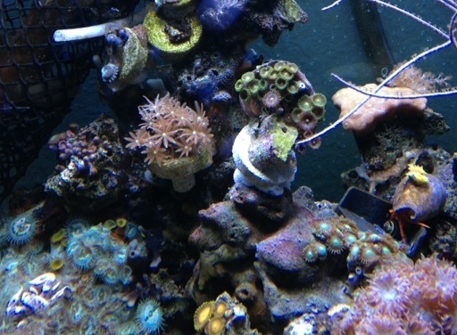 13H10 oyster in situ