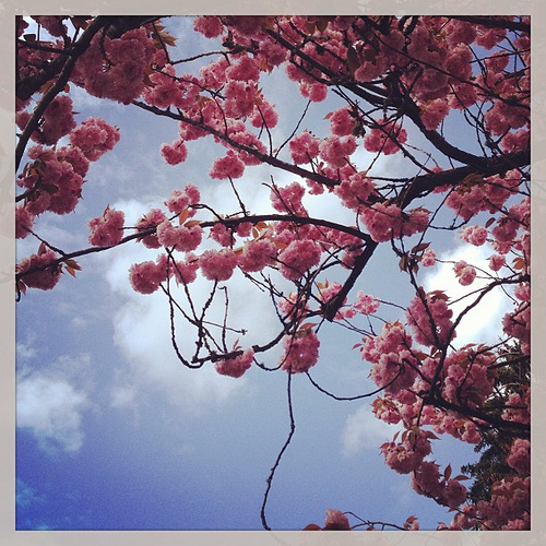 I call them cotton candy trees. And they make my #spirit sing