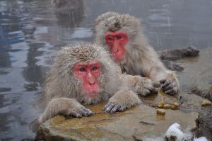 My Snow Monkeys relaxing after a hard-won victory. And loss.