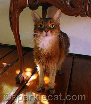 I asked my human to make a commenthon a regular Feral Cat Day feature