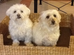 The dogs. Jenn's brand of beautiful, bad breath and all!