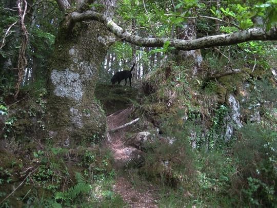 The path through the woods