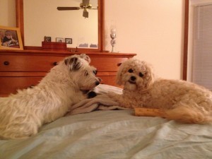 two dogs