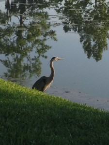 a big bird