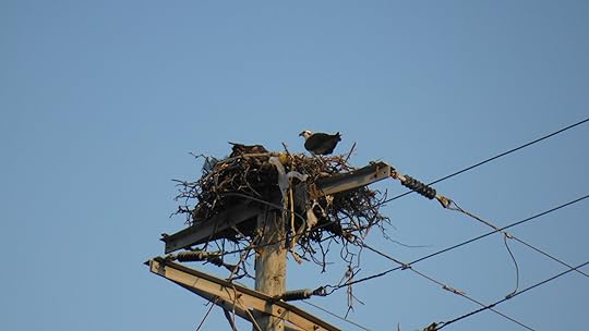Osprey