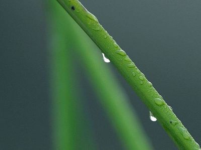 Dew_drop_on_green_grass