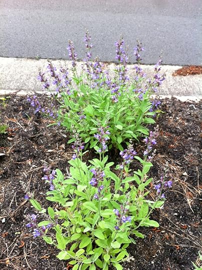 Sage in bloom in North Carolina