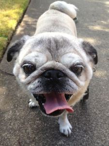 Bubba