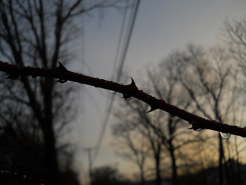 raindrops and thorns