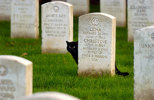 Black Cat in a Graveyard by Abe Kleinfeld
