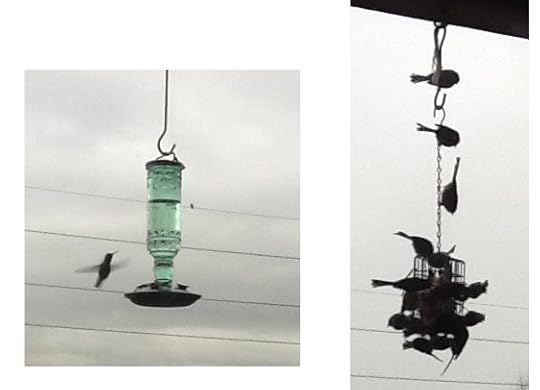 Birdmas
