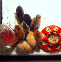 Could they really have been so tiny? Oh, how I worried, would even get up in the night to check on them.